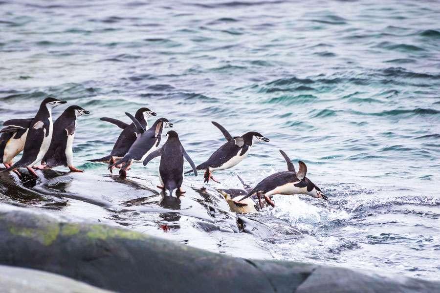 Group of penguins diving into the sea for feeding on krill