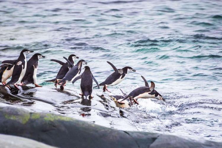 Group of penguins diving into the sea for feeding on krill